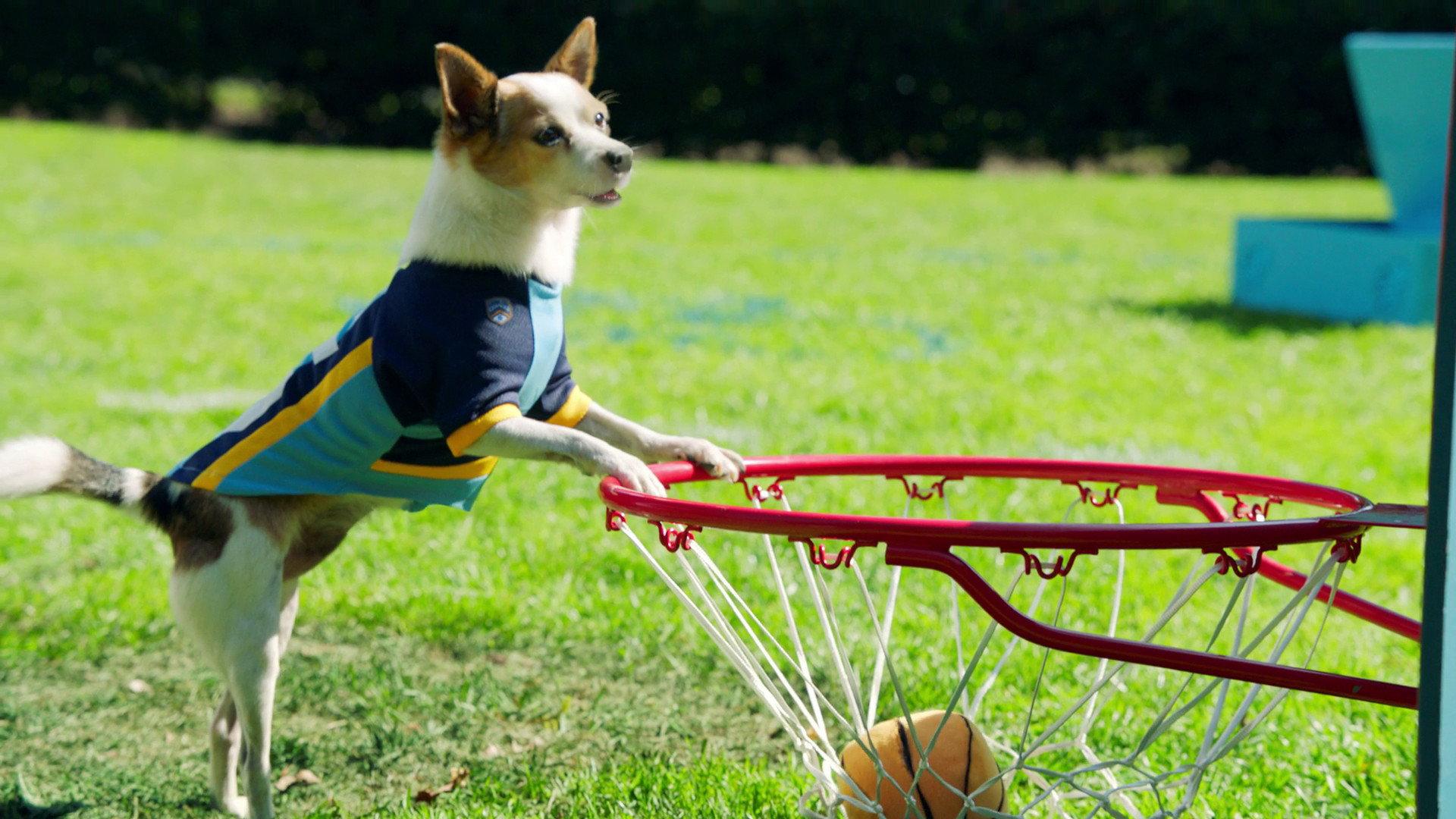 Still from Most Valuable Pup