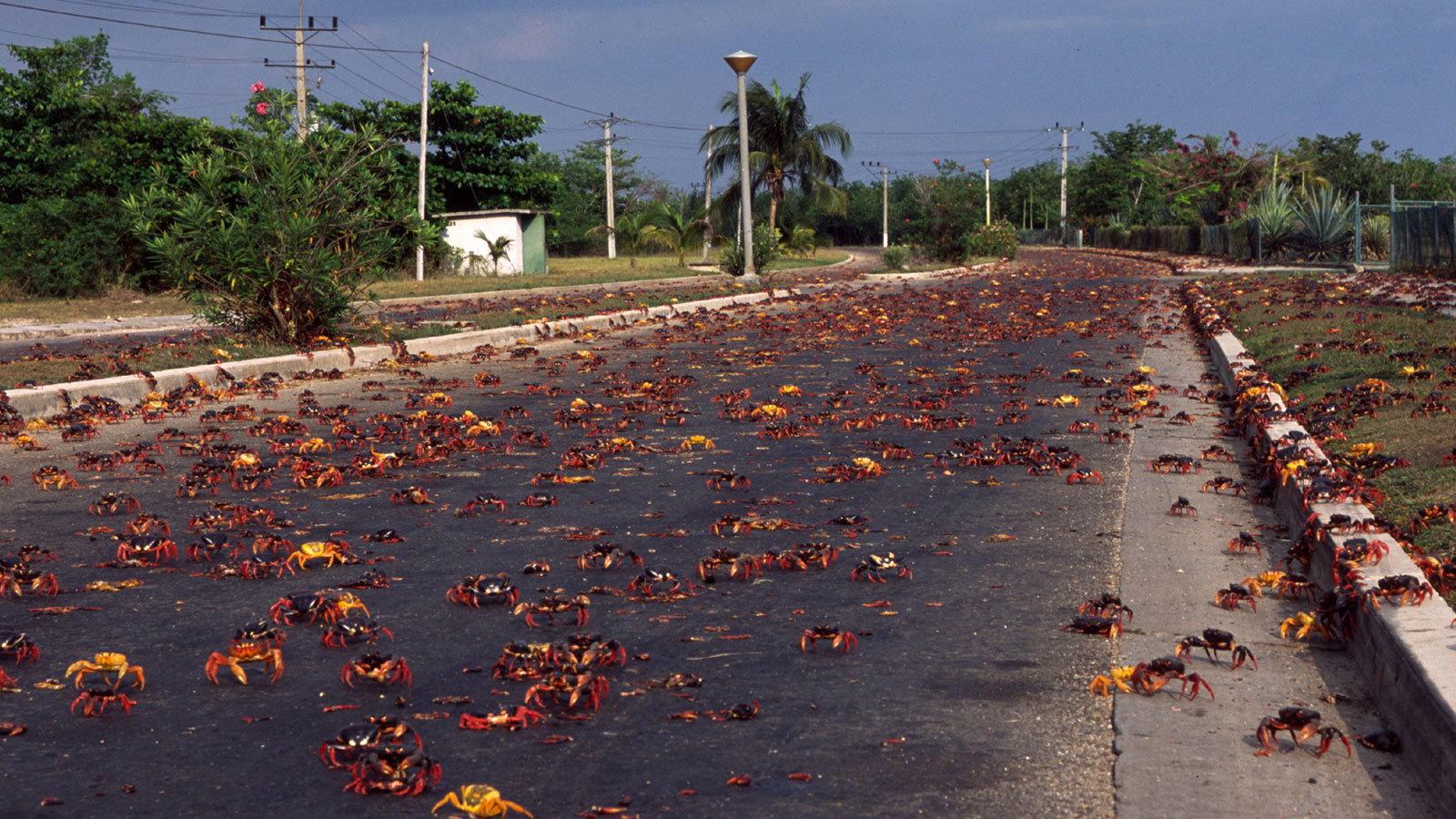 Still from Cuba: Wild Island of the Caribbean