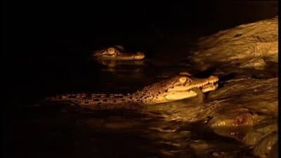 Still from Invasion of the Crocodiles