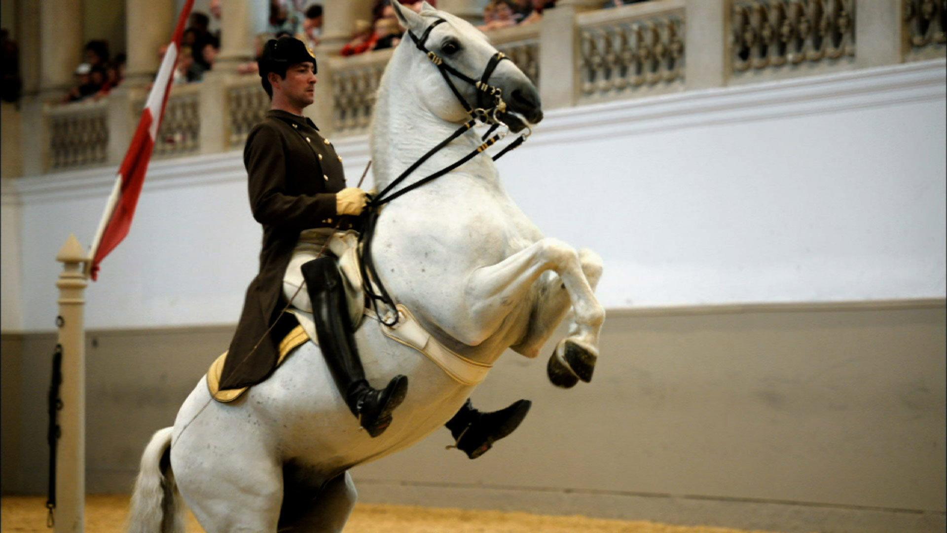 Still from Legendary White Stallions
