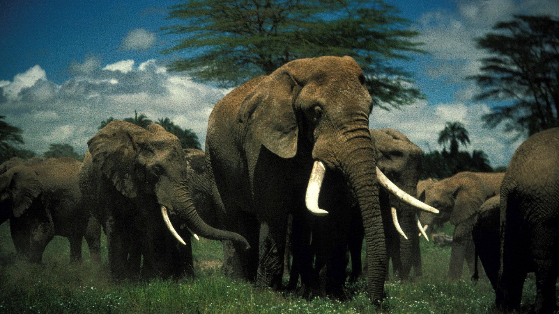 Still from Unforgettable Elephants