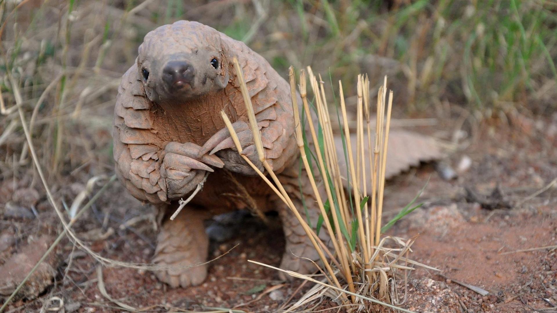 Still from The World's Most Wanted Animal