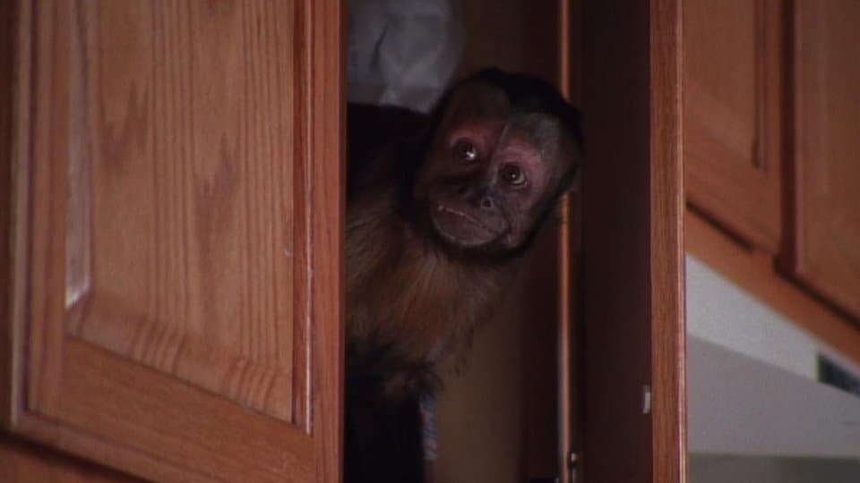 Still from Monkey