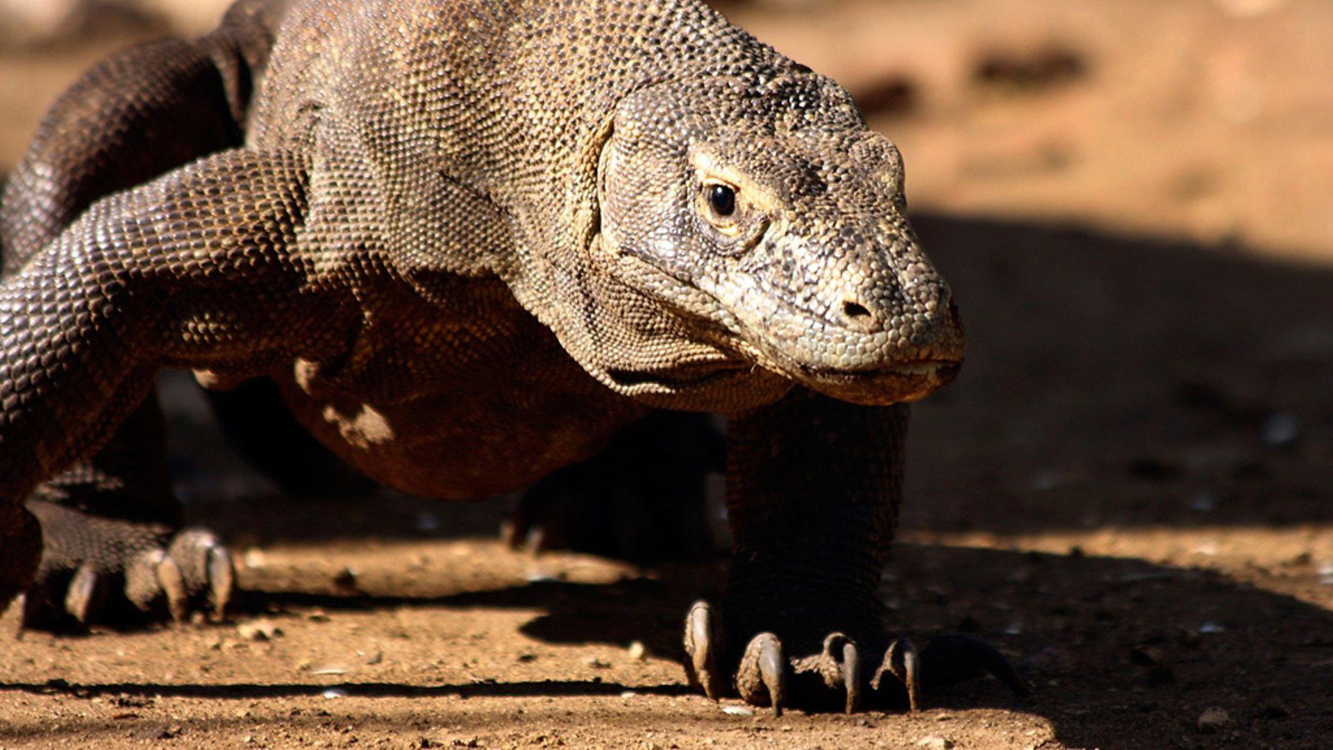 Still from Komodo - Secrets of the Dragon