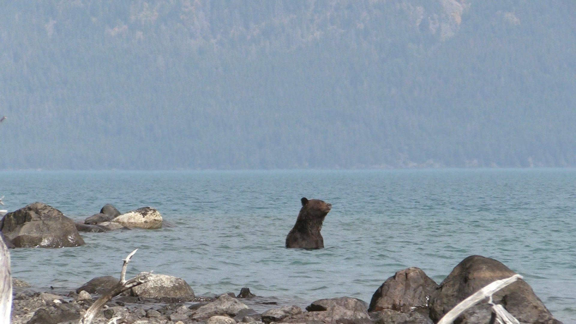 Still from Open Season