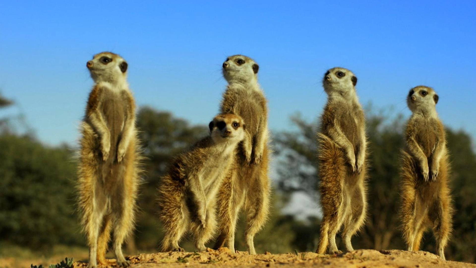 Still from Spy in the Wild: Friendship