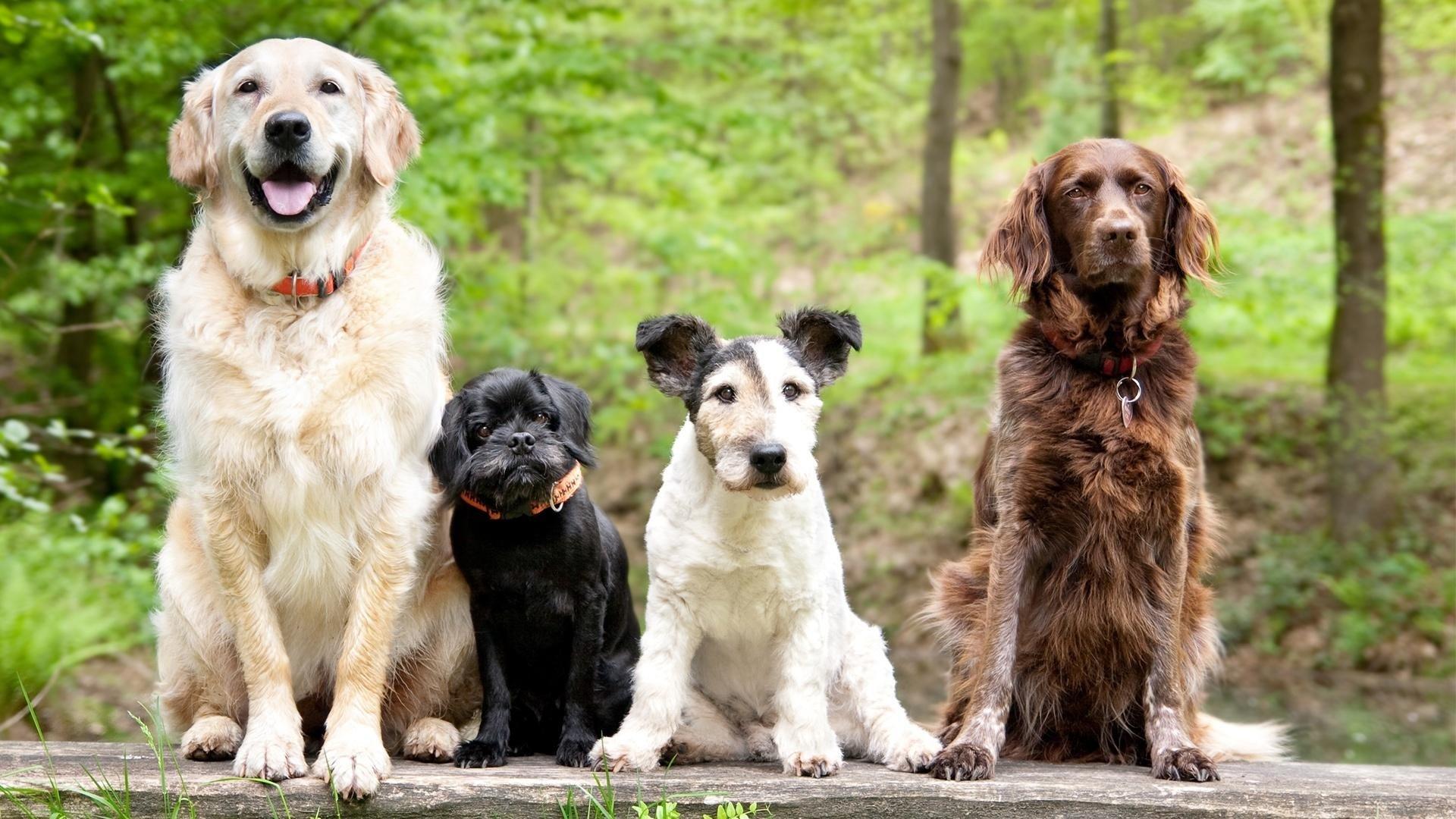Still from Dog Tales