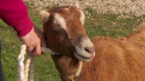 Still from Goat Get 'Em