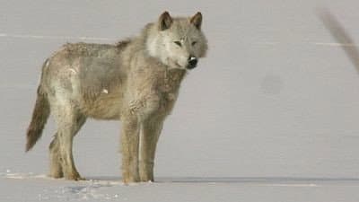 Still from A Wolf Called Storm