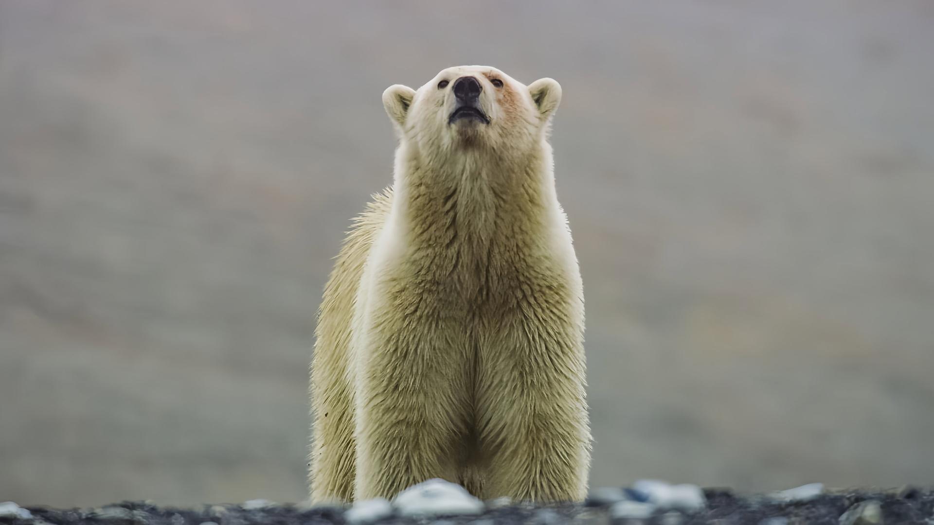 Still from Our Frozen Planet