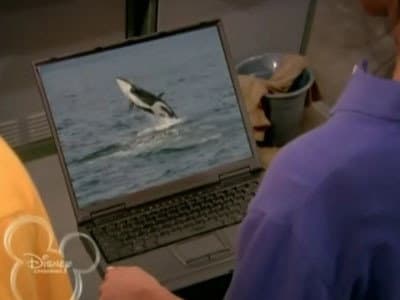 Still from I Brake For Whales