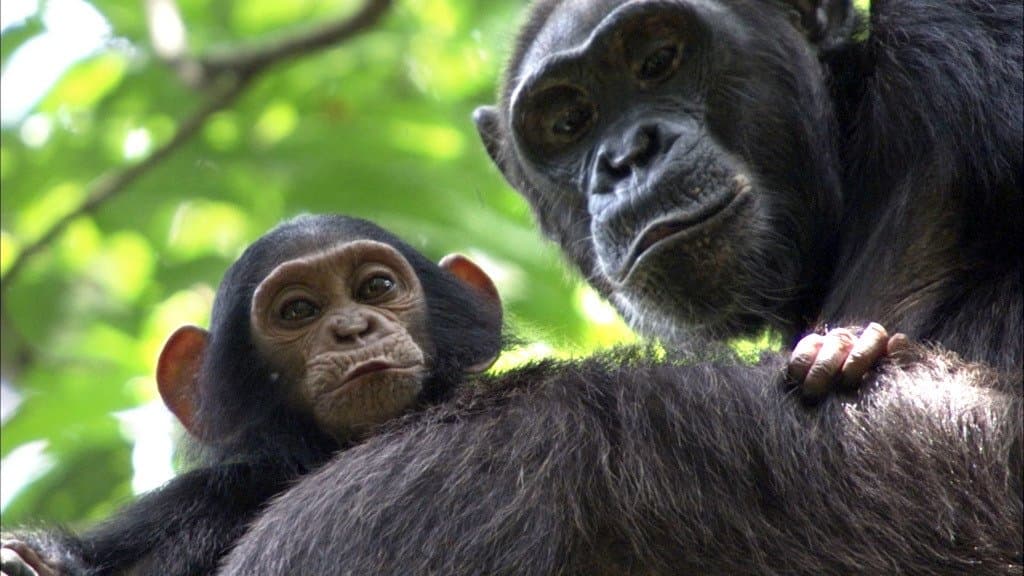 Still from Congo