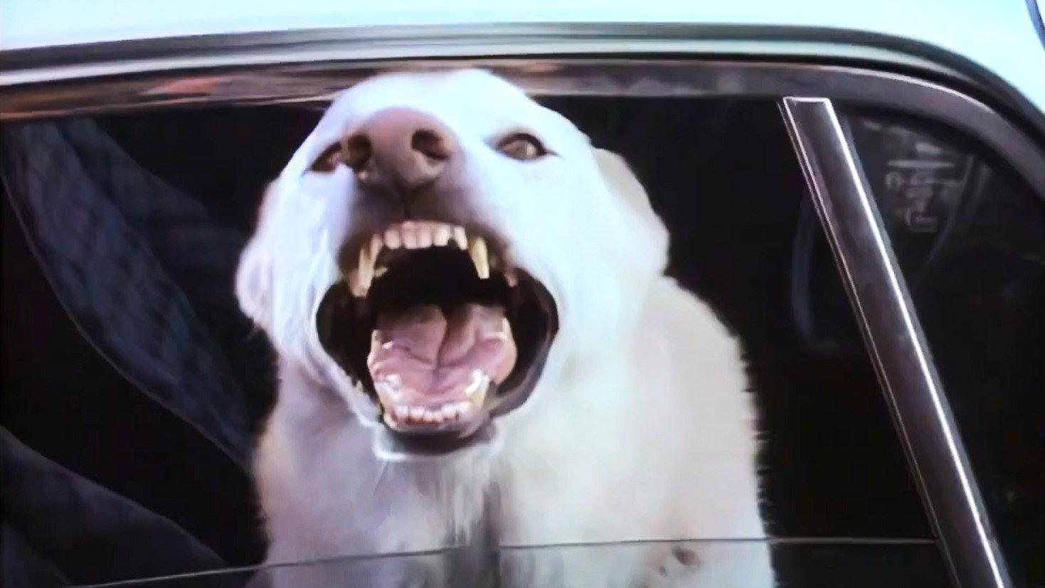 Still from Man's Best Friend