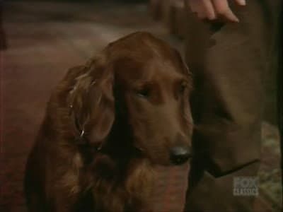 Still from The Bucket Dog