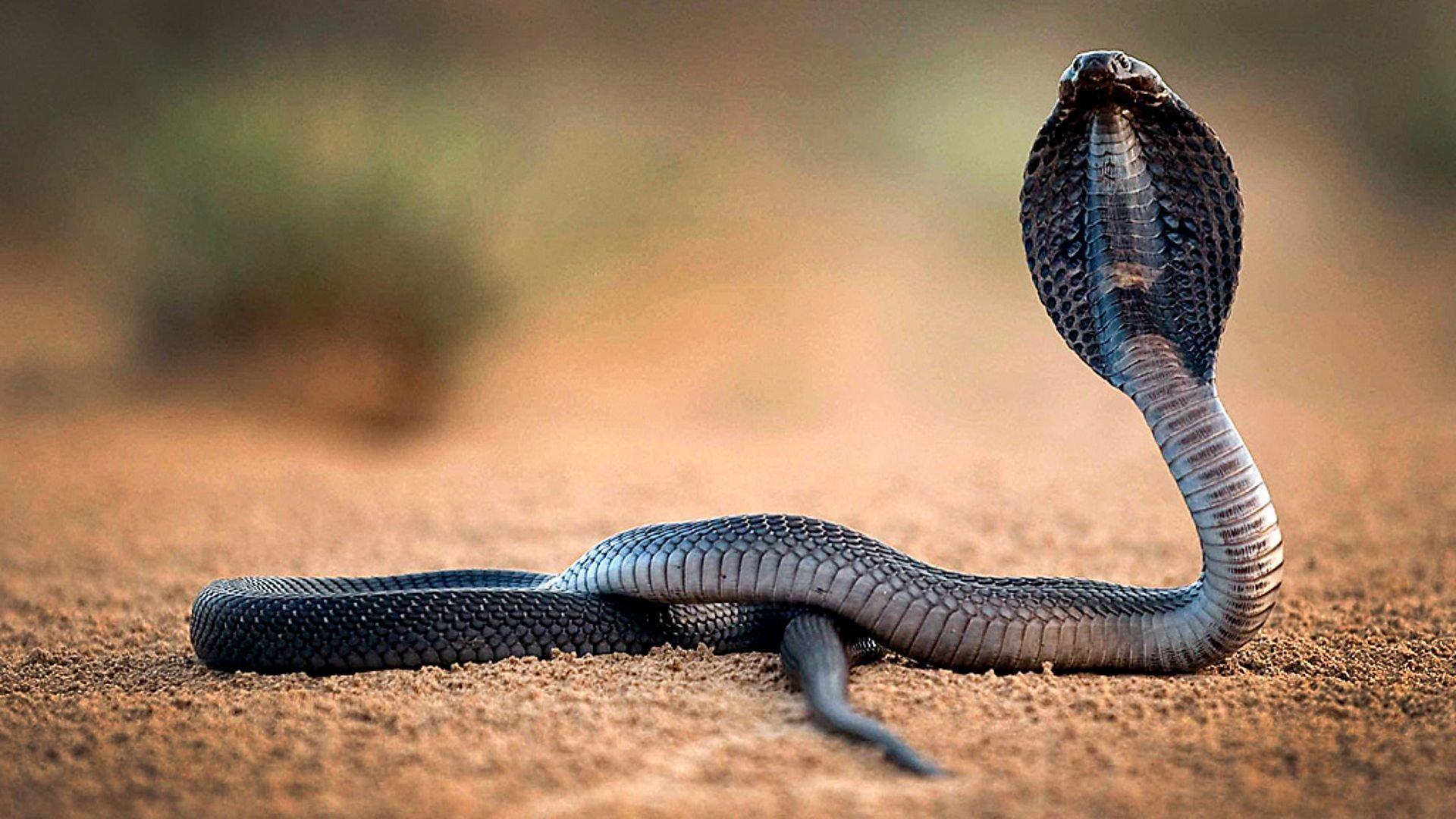 Still from One Million Snake Bites