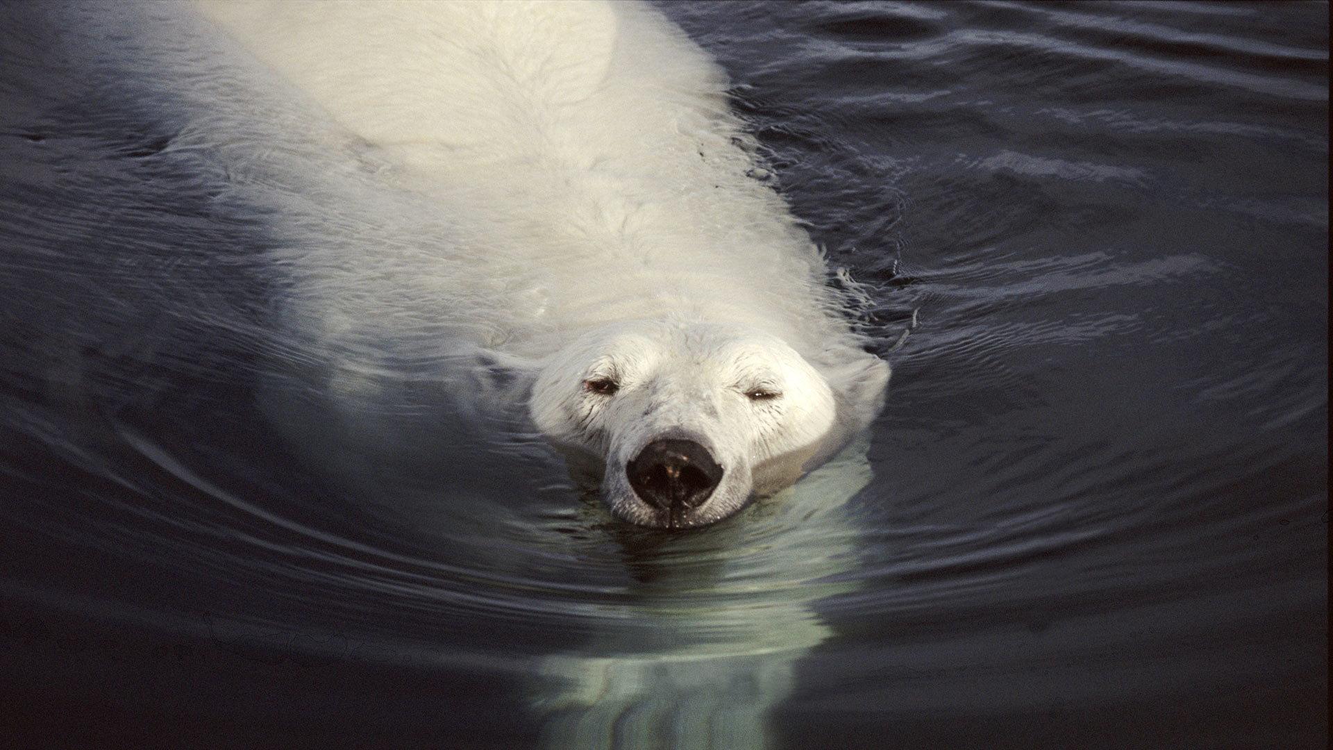 Still from Great White Bear