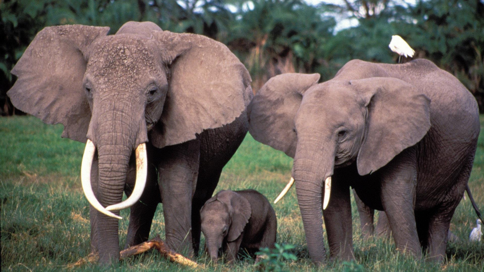 Still from Echo: An Elephant to Remember