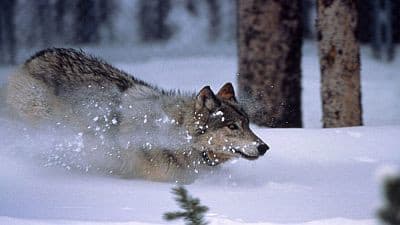 Still from The Wolf's Return