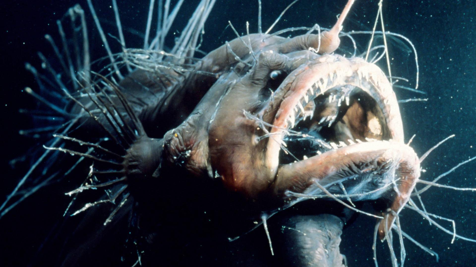 Still from The Deep