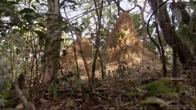 Still from Ant Attack