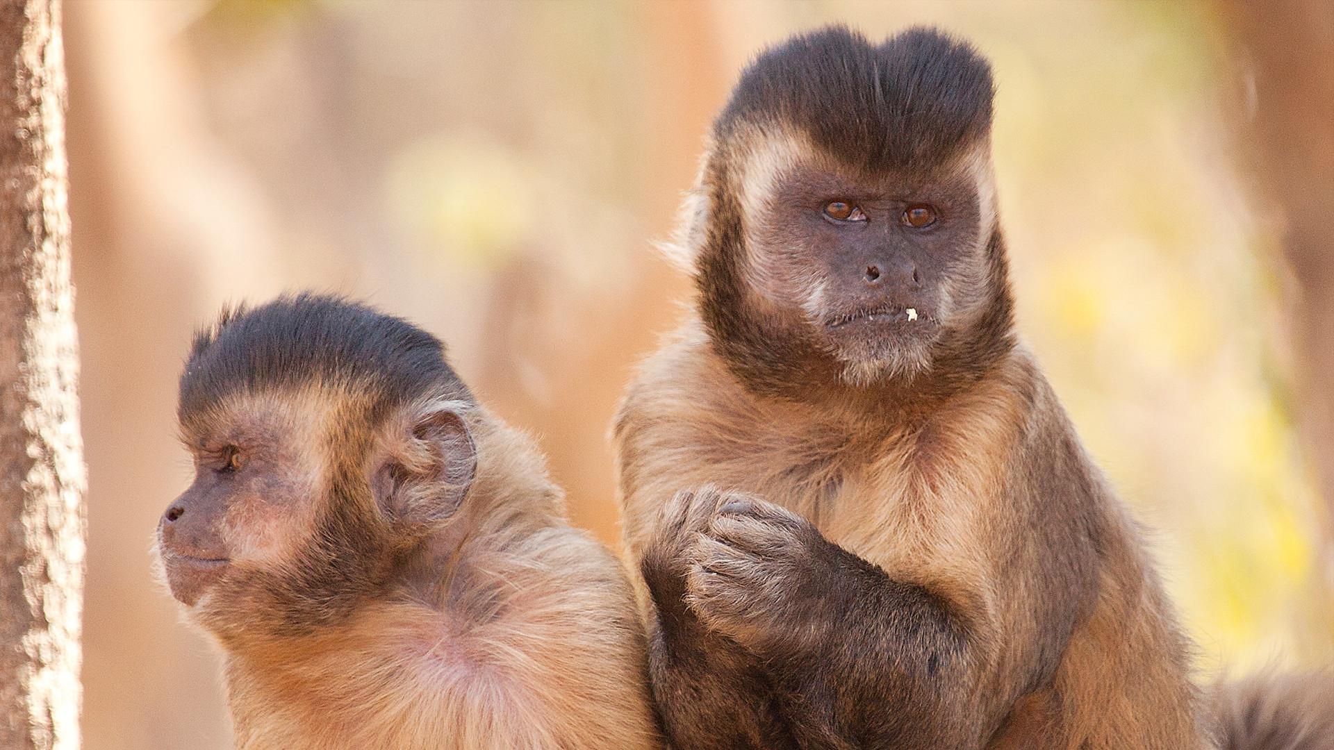 Still from Nature's Perfect Partners