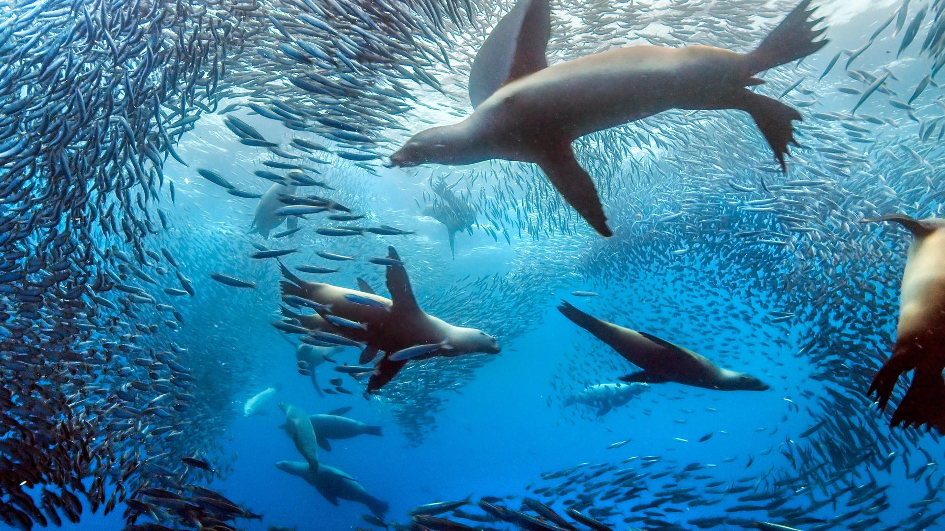 Still from Hunger at Sea (Oceans)