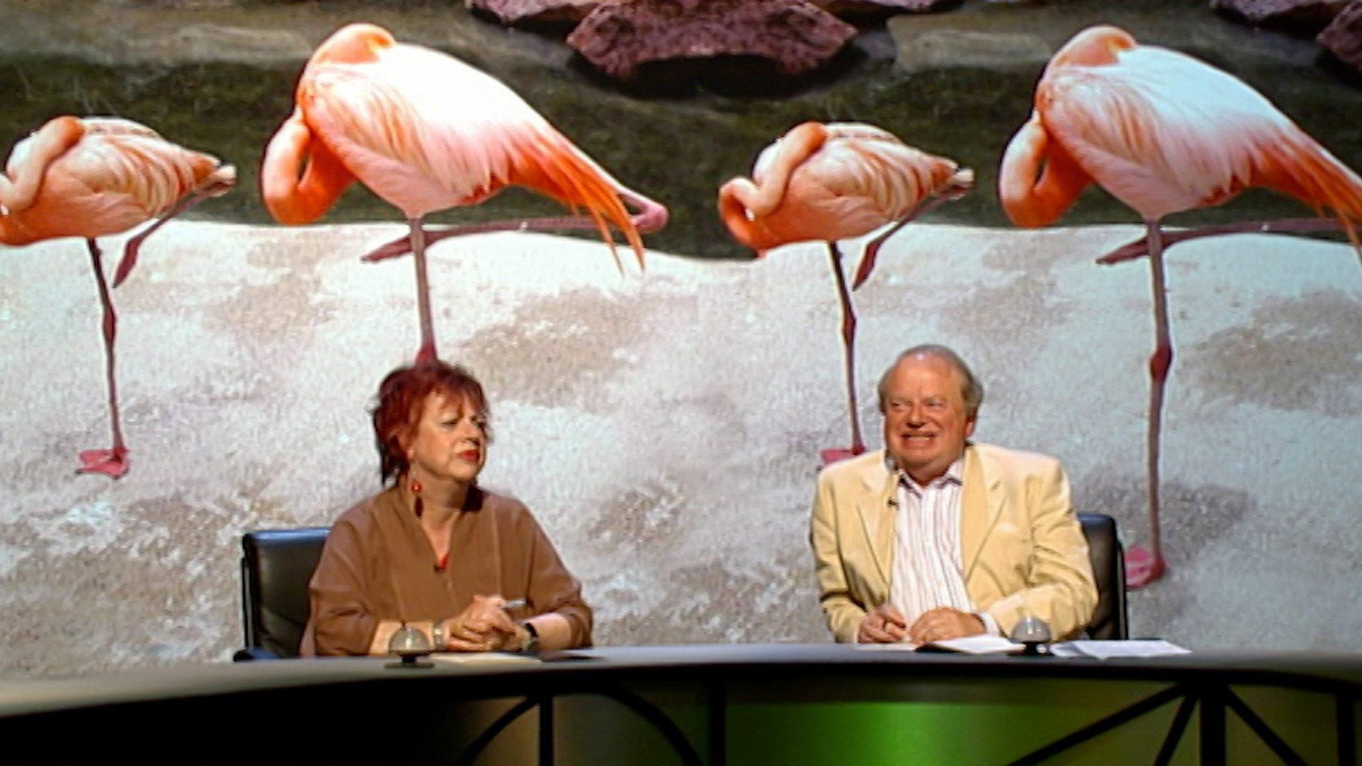 Still from Flora and Fauna