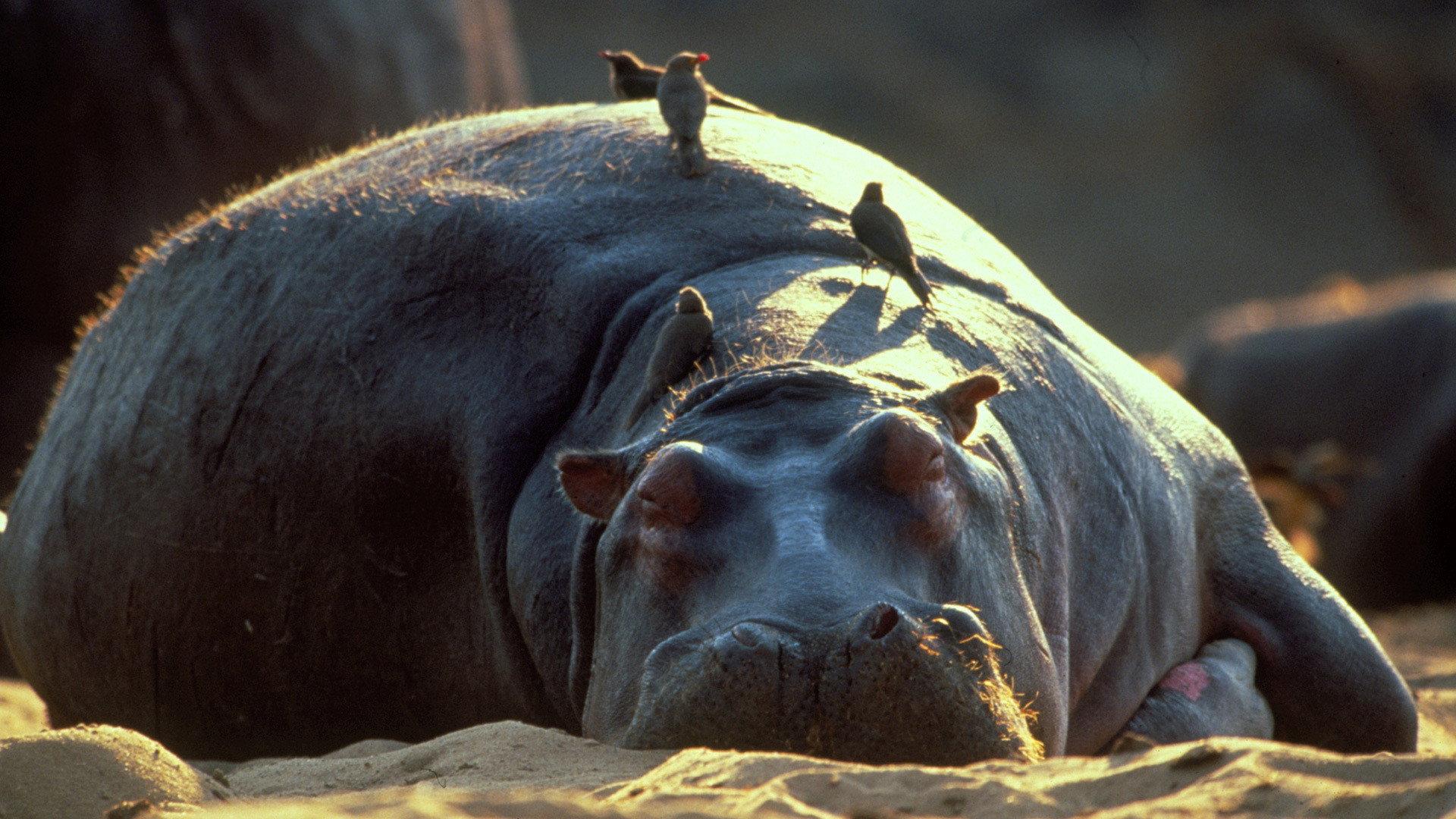 Still from Hippo Beach