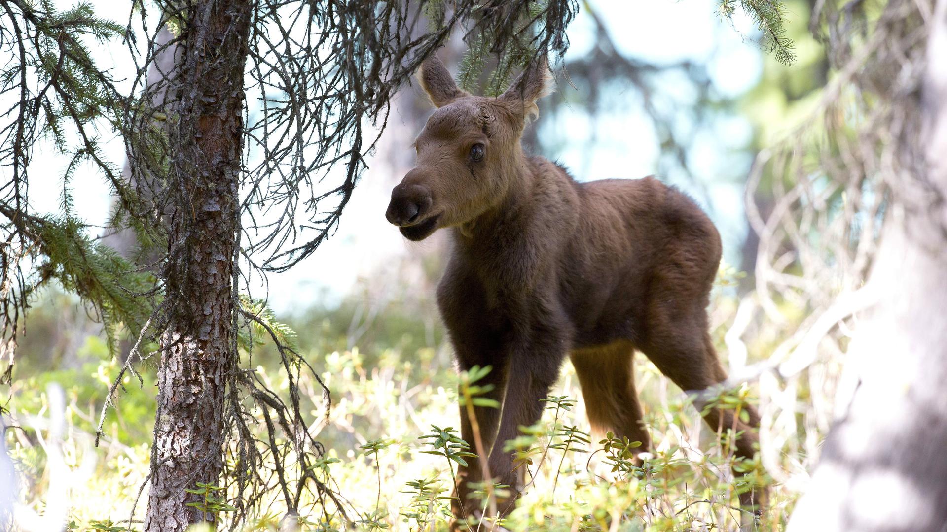 Still from Moose: Life of a Twig Eater