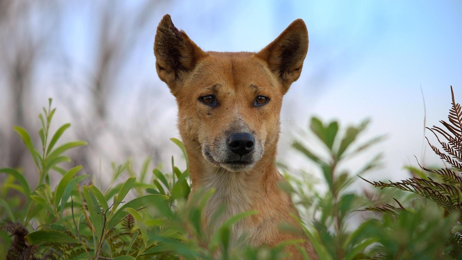Still from Dogs in the Wild: Meet the Family