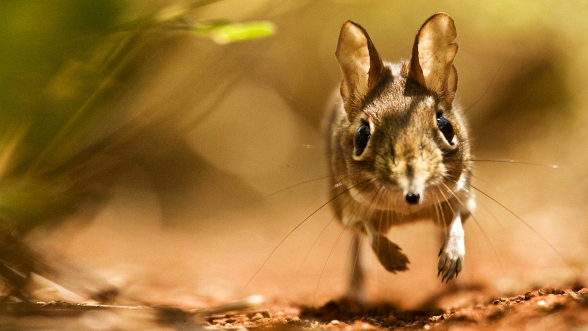 Still from Mammals