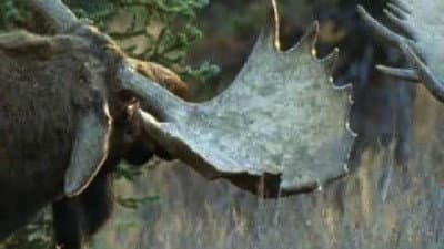 Still from A Moose Named Madeline