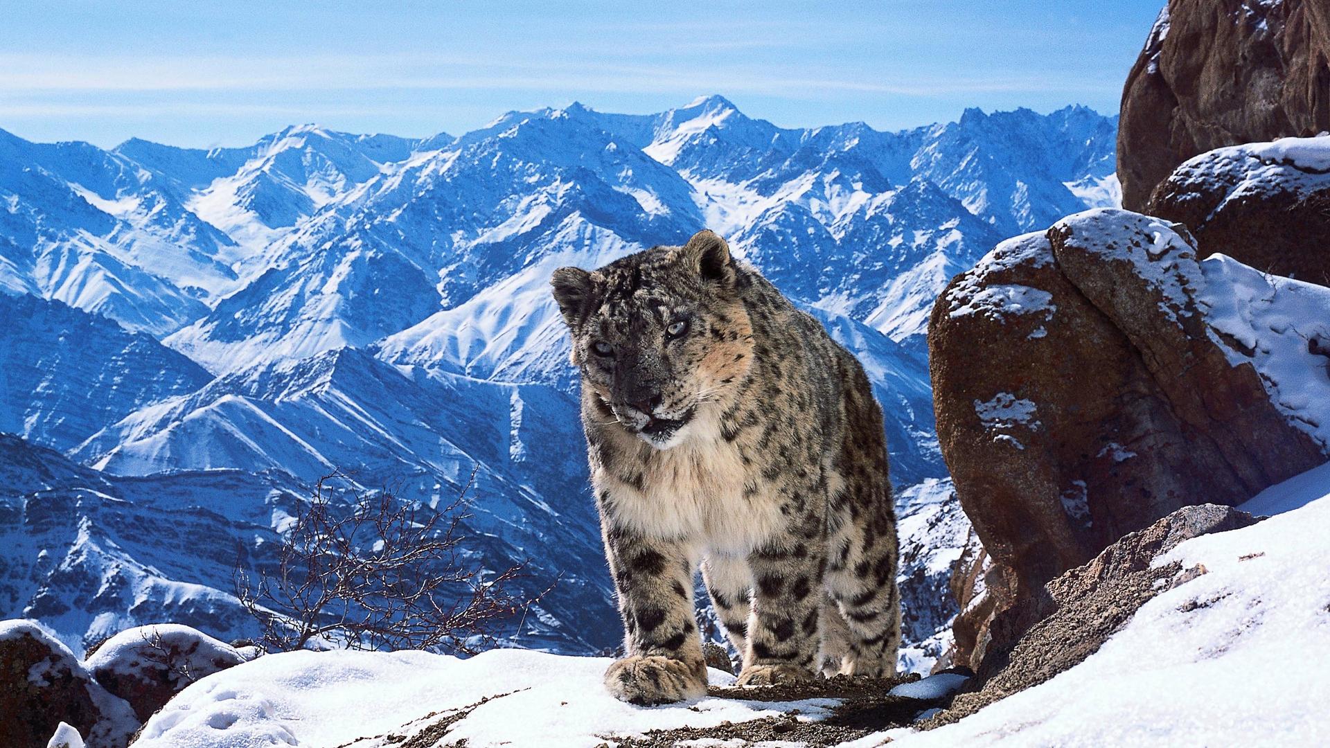 Still from Mountains