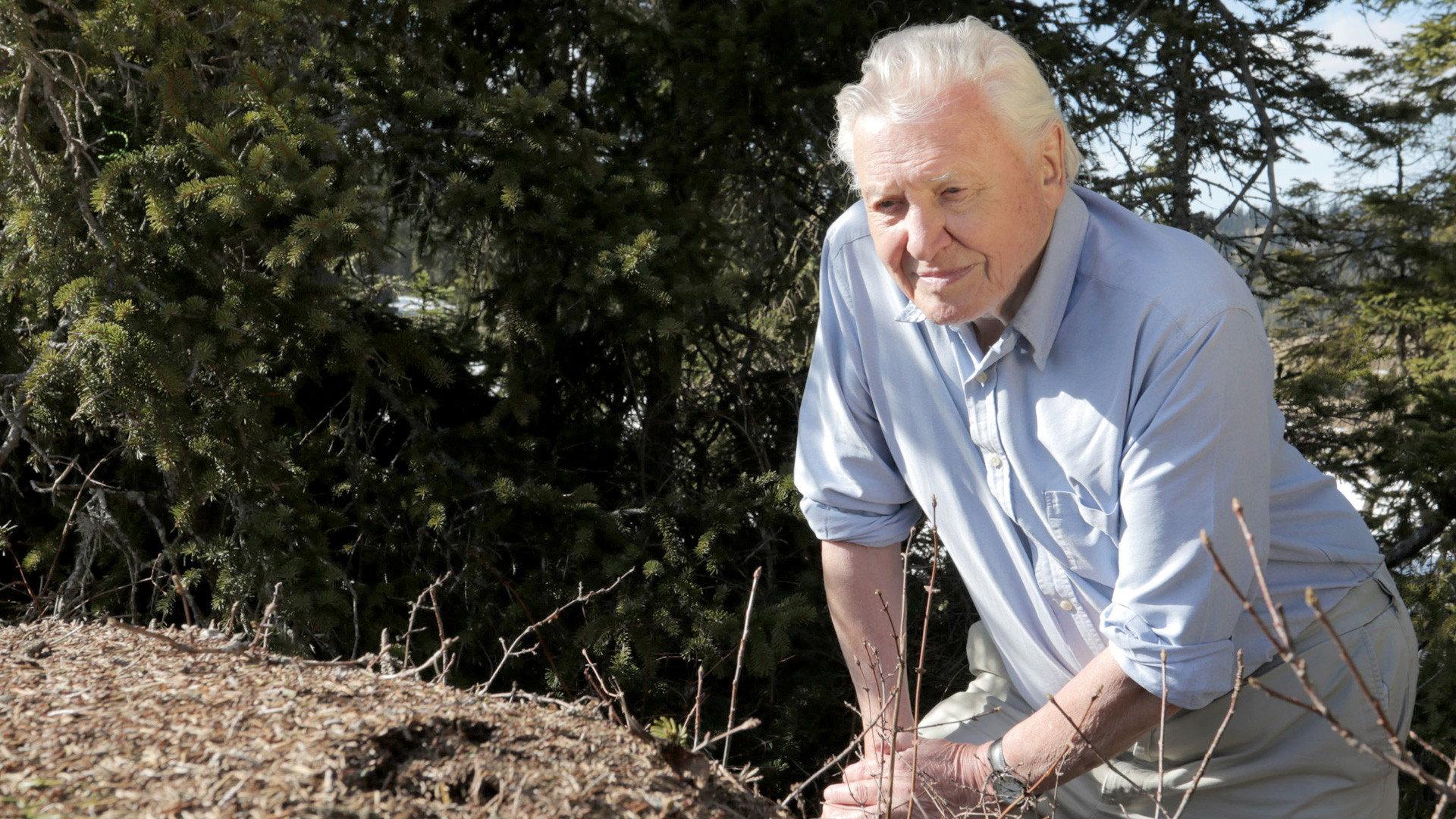 Still from Attenborough and the Empire of the Ants
