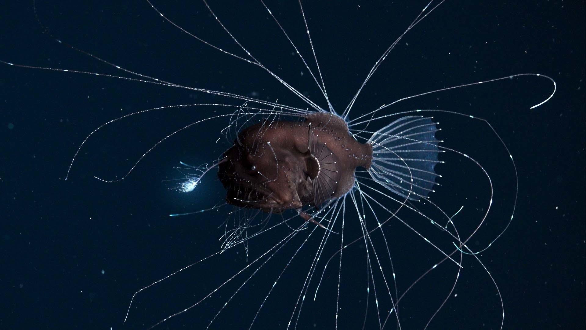 Still from The High Seas
