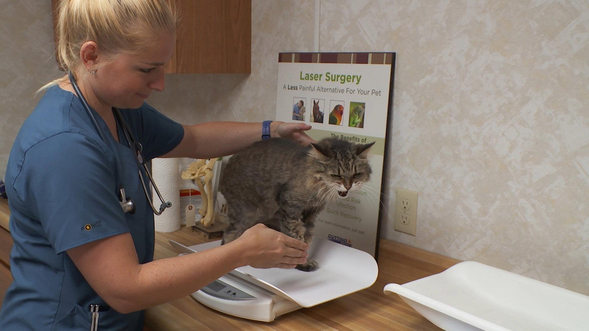 Still from A Meow-tain of Cases
