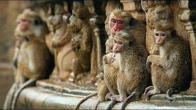 Still from The Temple Troop