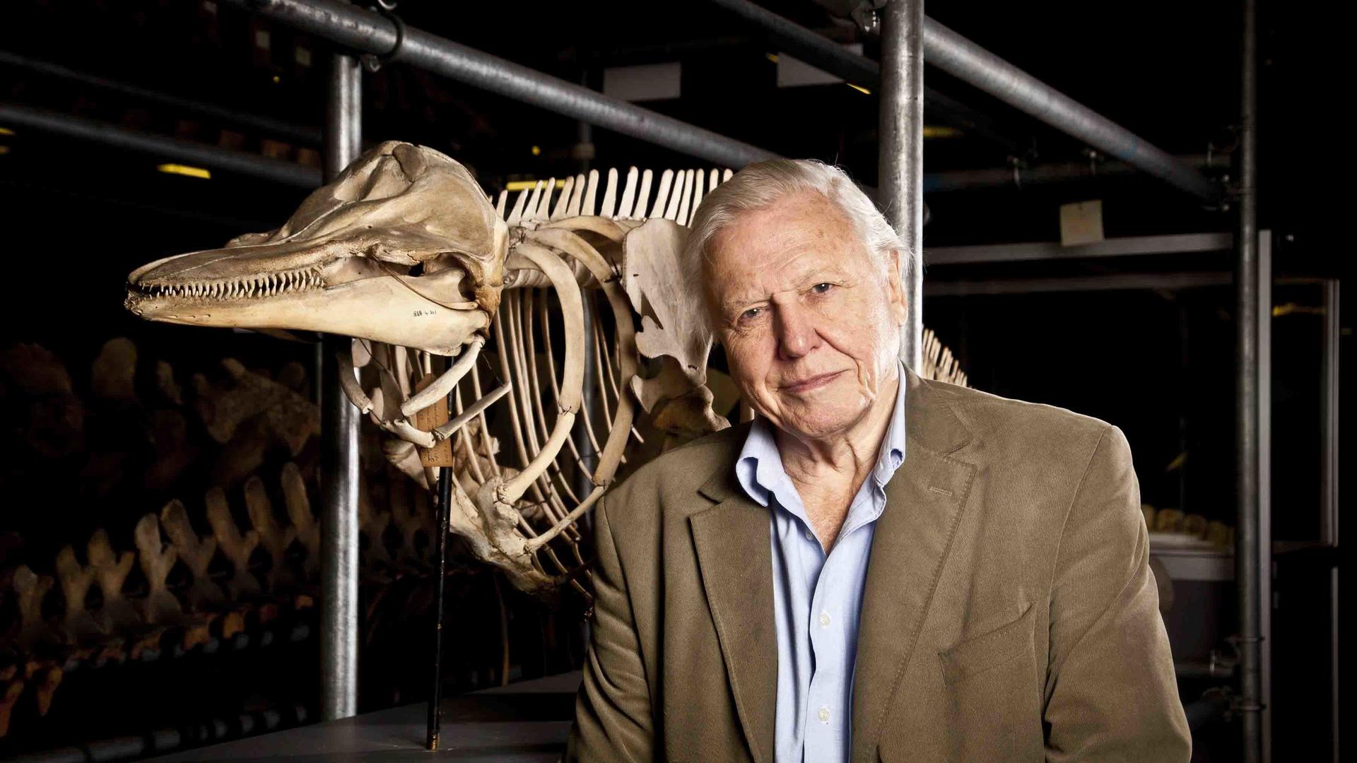 Still from Attenborough's Life Stories: Our Fragile Planet
