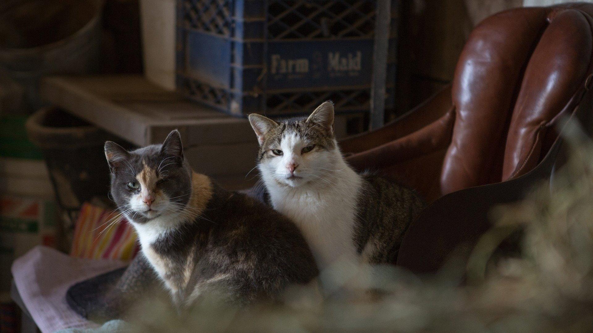Still from Cat in the H.A.T.S