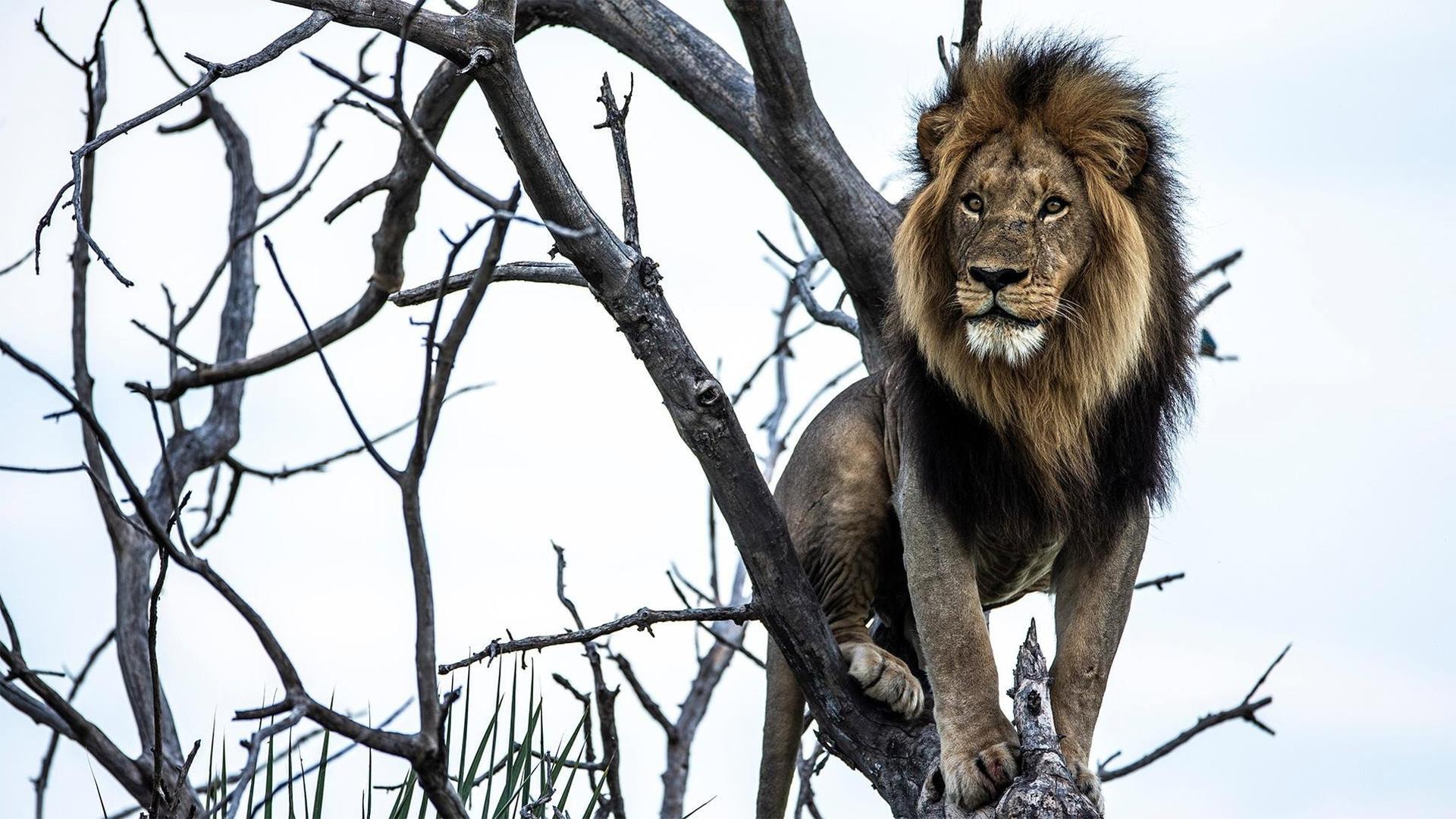 Still from Okavango: River of Dreams: Limbo