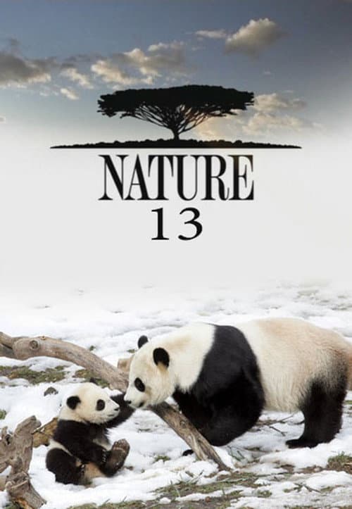 Season 13 poster