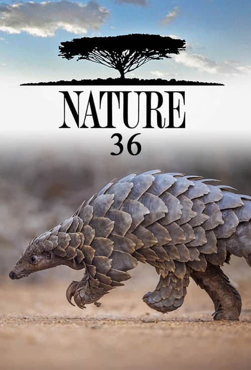 Season 36 poster