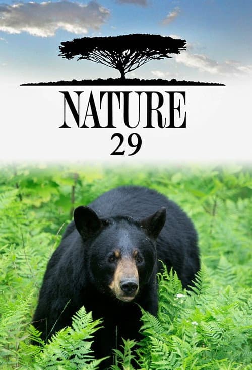 Season 29 poster